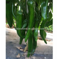 P34 Lvjian sementes de pimenta verde-escuro híbrido de maturidade precoce precoce